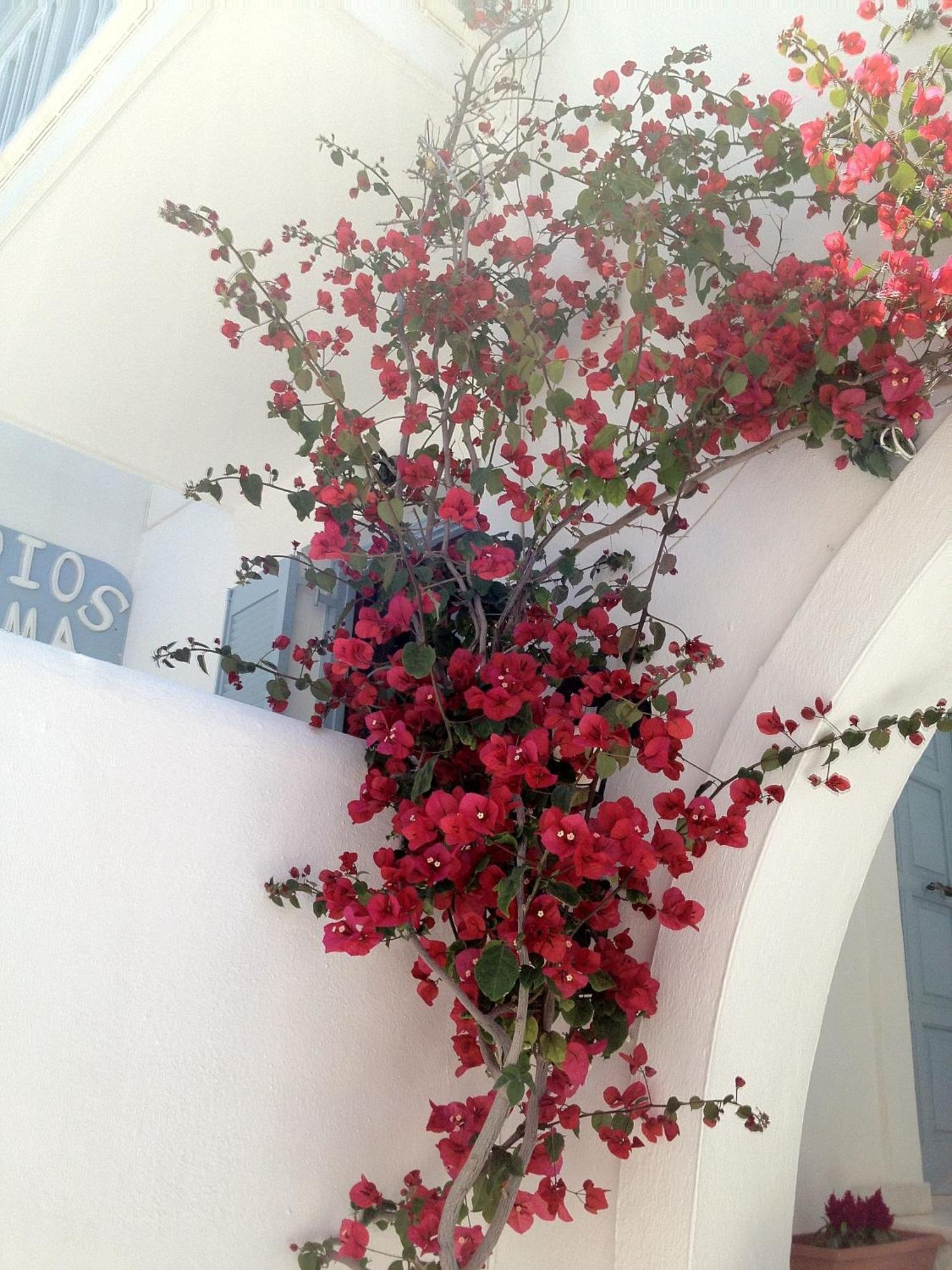 Sigma Studios On The Beach Naxos City Екстериор снимка